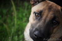 Небольшая собачка в дар! - Изображение #3, Объявление #930685