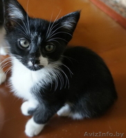 Котята 4мес. черные спинки, белые носочки, симпатичные мордашки  - Изображение #1, Объявление #926598