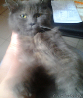 Полуперсидская очаровашка в дар добрым людям! - Изображение #3, Объявление #933407