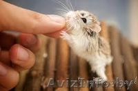 Продам хомячат Роборовского - Изображение #3, Объявление #931740