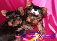 Кукольная девочка йоркширского терьера - Изображение #2, Объявление #933642