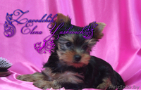 Кукольная девочка йоркширского терьера - Изображение #4, Объявление #933642