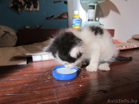 1-месячный котёнок щет дом - Изображение #2, Объявление #930647