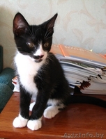 Ральф- котенок урчалочка, от домашней кошечки - Изображение #1, Объявление #931449