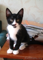 Ральф- котенок урчалочка, от домашней кошечки - Изображение #2, Объявление #931449