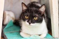 Сандра-роскошная шестимесячная кошечка - Изображение #6, Объявление #926593
