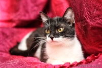 Сандра-роскошная шестимесячная кошечка - Изображение #5, Объявление #926593