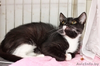 Анита-котенок 6 мес.-маленькая ласковая пантера	. Текст объявления: - Изображение #6, Объявление #926589