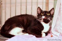 Анита-котенок 6 мес.-маленькая ласковая пантера	. Текст объявления: - Изображение #5, Объявление #926589