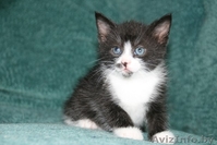 Котята 4мес. черные спинки, белые носочки, симпатичные мордашки  - Изображение #7, Объявление #926598