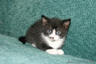 Котята 4мес. черные спинки, белые носочки, симпатичные мордашки  - Изображение #8, Объявление #926598