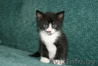 Котята 4мес. черные спинки, белые носочки, симпатичные мордашки  - Изображение #4, Объявление #926598