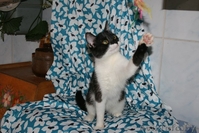 Сандра-роскошная шестимесячная кошечка - Изображение #2, Объявление #926593