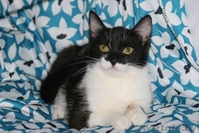 Сандра-роскошная шестимесячная кошечка - Изображение #3, Объявление #926593