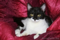 Сандра-роскошная шестимесячная кошечка - Изображение #1, Объявление #926593