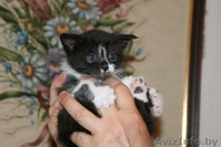 Котята 4мес. черные спинки, белые носочки, симпатичные мордашки  - Изображение #3, Объявление #926598