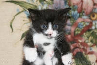 Котята 4мес. черные спинки, белые носочки, симпатичные мордашки  - Изображение #6, Объявление #926598