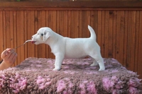  джек рассел щенки - Изображение #2, Объявление #937072