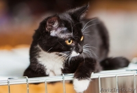 Анита-котенок 6 мес.-маленькая ласковая пантера	. Текст объявления: - Изображение #2, Объявление #926589