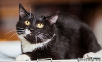 Анита-котенок 6 мес.-маленькая ласковая пантера	. Текст объявления: - Изображение #1, Объявление #926589