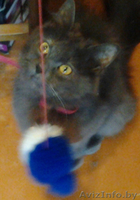 Полуперсидская очаровашка в дар добрым людям! - Изображение #5, Объявление #933407