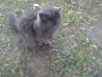 Полуперсидская очаровашка в дар добрым людям! - Изображение #2, Объявление #933407