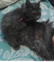 Полуперсидская очаровашка в дар добрым людям! - Изображение #4, Объявление #933407