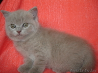 Вислоухие и Британские котята (лиловый,голубой,рыжий) 8-025-9825396 - Изображение #3, Объявление #934849