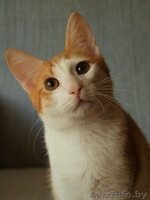 Руби - апельсиновый котёнок в добрые руки! - Изображение #3, Объявление #935125