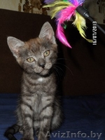 Котенок в дар(мальчик,2 месяца) - Изображение #3, Объявление #934919