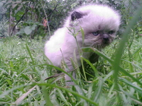 котенок 1 месяц - Изображение #1, Объявление #931731