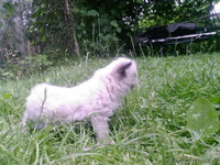 котенок 1 месяц - Изображение #2, Объявление #931731