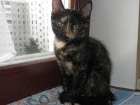 Ушасто-глазастое чудо в добрые руки! - Изображение #6, Объявление #921593