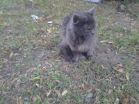 Полуперсидская очаровашка в дар добрым людям! - Изображение #7, Объявление #933407