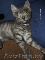 Котенок в дар(мальчик,2 месяца) - Изображение #1, Объявление #934919