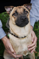 Небольшая собачка в дар! - Изображение #1, Объявление #930685