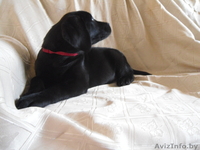 Высокопородный щенок лабрадора - Изображение #2, Объявление #933565