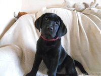 Высокопородный щенок лабрадора - Изображение #1, Объявление #933565