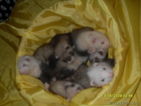 продаются хорьки - Изображение #2, Объявление #930731