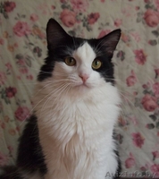 Шошана - харизматичная красавица в добрые руки! - Изображение #2, Объявление #935131