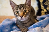 Котята-рысята в дар - Изображение #4, Объявление #934455