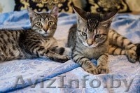 Котята-рысята в дар - Изображение #1, Объявление #934455