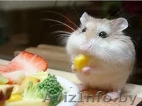 Продаются хомячки Роборовского - Изображение #3, Объявление #941289