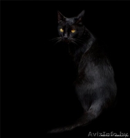 Черничка -кошечка-ягодка, 3 мес. - Изображение #2, Объявление #938074