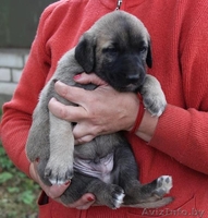 Семеро из ларца одинаковых с лица - Изображение #1, Объявление #949164