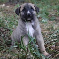 Семеро из ларца одинаковых с лица - Изображение #6, Объявление #949164