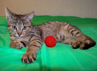 Лесная разбойница Чита в добрые руки - Изображение #2, Объявление #936252