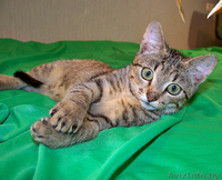 Лесная разбойница Чита в добрые руки - Изображение #1, Объявление #936252