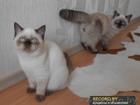 Шикарные британские котята - Изображение #1, Объявление #938035