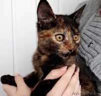 Данка-кошечка ласкуша в дар! - Изображение #2, Объявление #937199